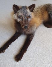 Vintage Taxidermy Silver Cross Fox Poseable Soft Mount
