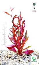 12 X Alternanthera Rosaefolia - ROOTED - Live Aquarium Aquatic Plants Fish Tank 