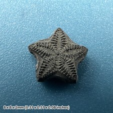 Crinoid star fossil – oxford