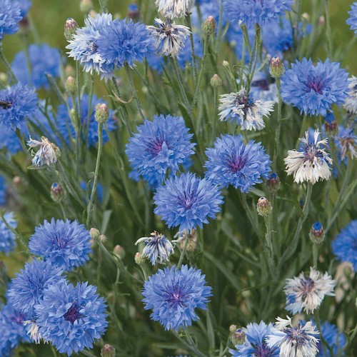 Thompson morgan cornflower - thompson, &
