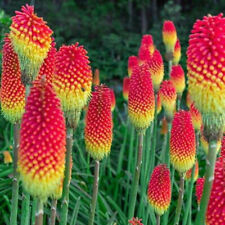 Red Hot Poker Plant Kniphofia