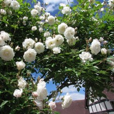 Climbing Iceberg - 5.5lt Potted Climbing Garden Rose - White - Tolerates Shade