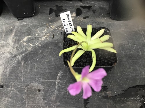 Pinguicula moctezumae - pinguicula, x