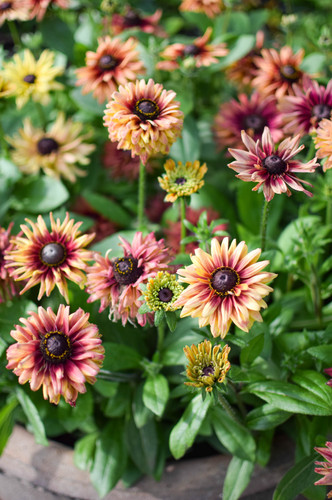 Rudbeckia hirta sahara mix - rudbeckia, mix'
