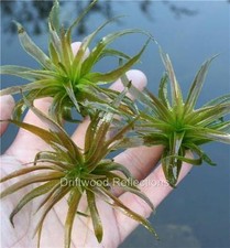 Floating water soldiers - 3,