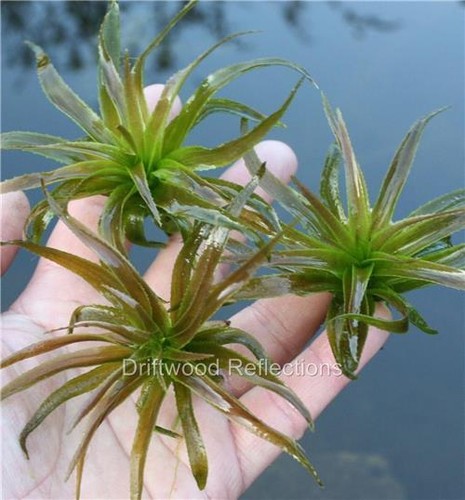 Floating water soldiers - water, ~