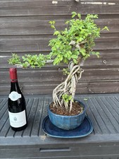Bonsai Tree Giant Chinese Elm