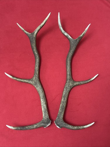 Pair red deer - pair, 855g