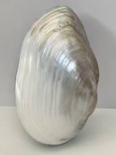 10.5” Vintage Huge Iridescent Abalone Shell Trinkets Jewellery Box Trinket Case