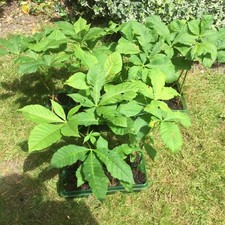 2 x Horse Chestnut Conker Tree Seedlings Grow your own Tree, Bonsai