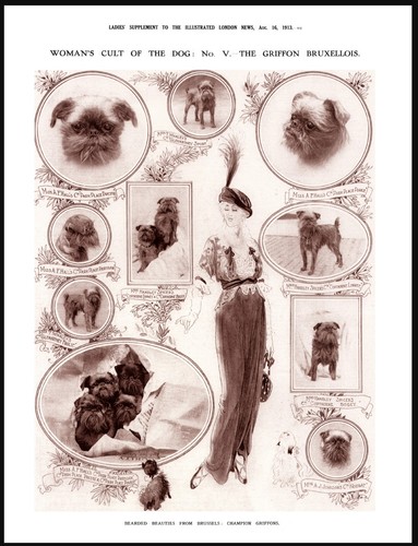 Brussels griffon lady and dogs - lady,