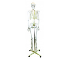 Life size skeleton model - life,