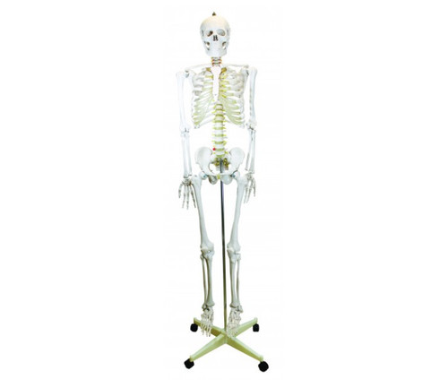 Life size skeleton - life, on