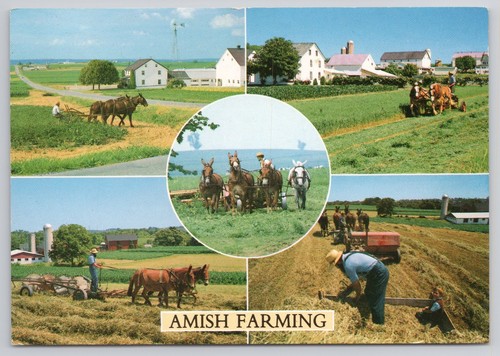 Amish farming multi view - farming, horse