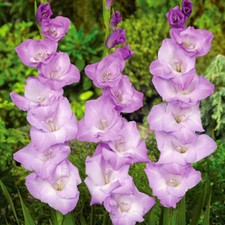 10 Gladioli Mediterranee