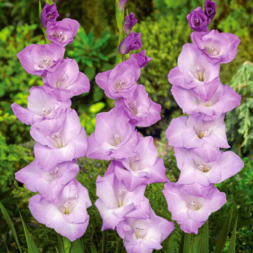 Gladioli mediterranee - gladioli,