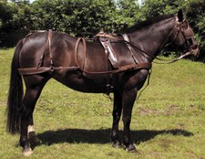 Windsor Oily Leather Harness|