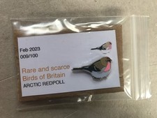 RSPB Interest ARCTIC REDPOLL