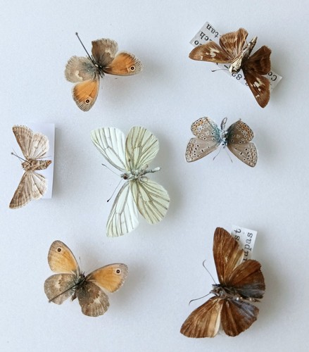 Butterfly collection set - collection, x7