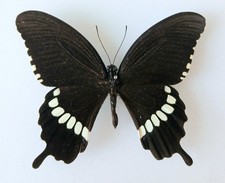 Papilio Polytes Common Mormon