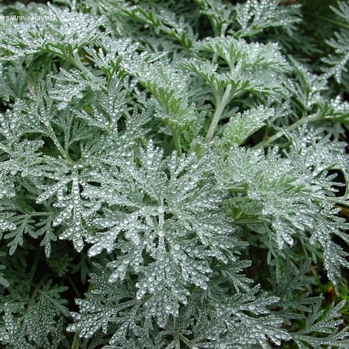 Artemisia absinthium - artemisia, absinthium/