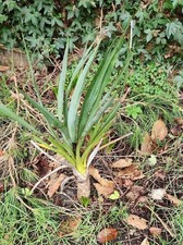 Yucca Rostrata ,Evergreen 55cm