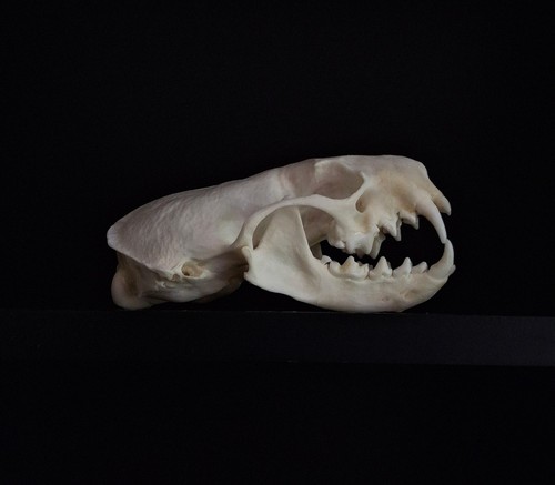 Mink skull and - skull,