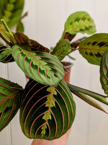 Maranta leuconeura prayer - leuconeura,