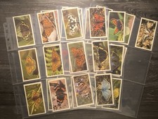 BRITISH BUTTERFLIES DONCELLA