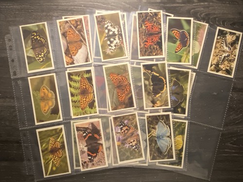 British butterflies doncella - butterflies,