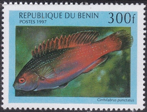 Specimen benin sc1051 marine - specimen,,