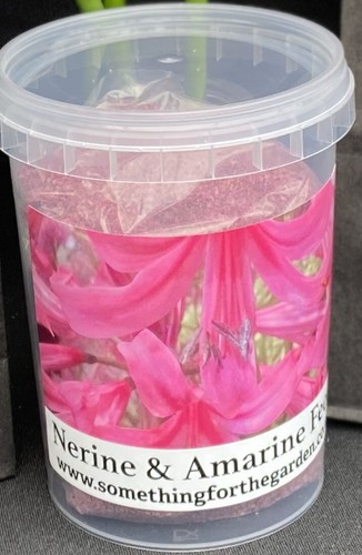 Nerine amarine plant - &,