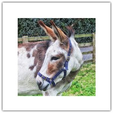 Donkey Pet Animal Farm Nature - Greetings Card Birthday / Blank Notelet