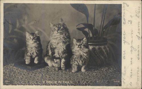 Antique rppc fluffy tabby - antique,