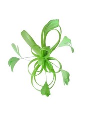 NEW Lime Green Coiled Net Feather Comb Fascinator Wedding Races Ascot Prom Party