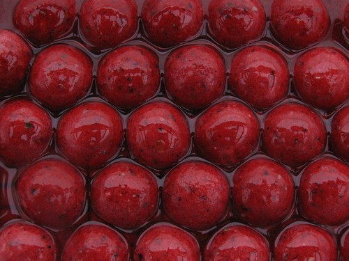 Maggot boilies glug - maggot,
