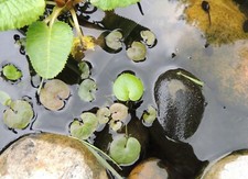Young frogbit native - frogbit,