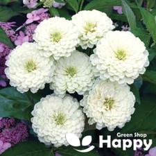 ZINNIA - POLAR BEAR - 150 SEEDS - Zinnia Dahlia elegans - Flowering until autumn