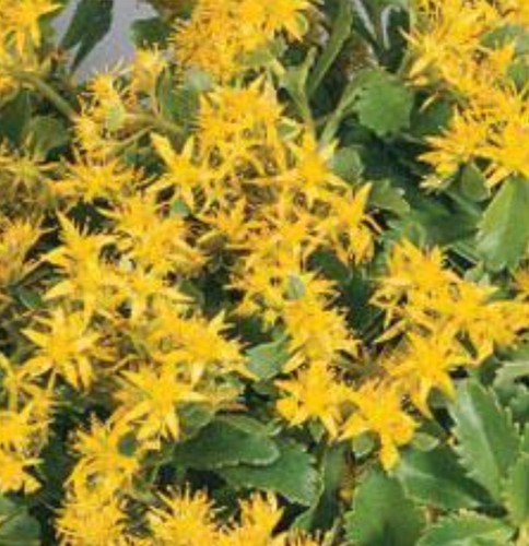 Sedum selskianum spirit x - ', '