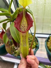 Nepenthes Singalana BE X Talagensis SEED
