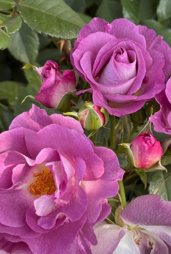 Rose blue for - "blue, "