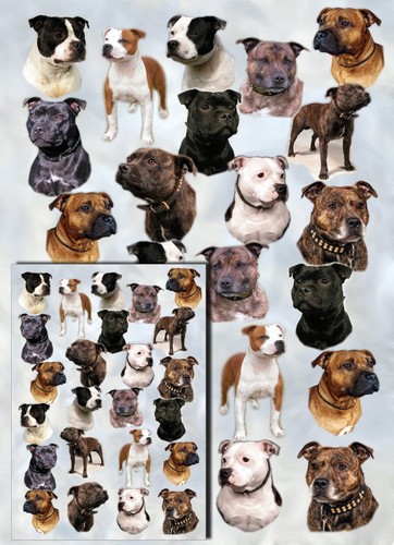 Staffordshire bull terrier - staffordshire,