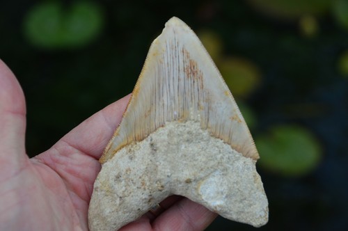 Mega megalodon shark tooth - shark,