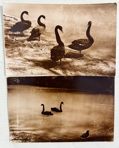 1980s photo black swans - photo,