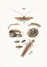 1960 CADDISFLY Print - Vintage Insect Wall Art - 7.5 x 10.6 Inches