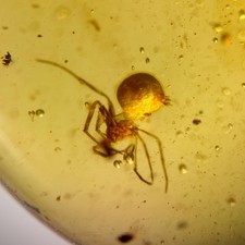 SPIDER in Burmese / Burmite