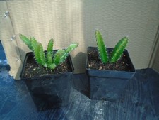 Hylocereus undatus (dragon fruit) in 9 cm pot x2