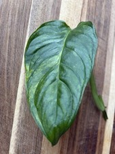 Monstera Obliqua 'Muyuna'