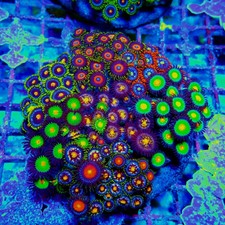 WYSIWYG - Mix Zoas Premium
