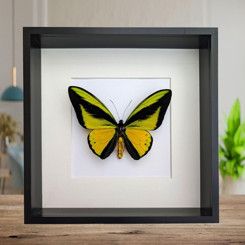 Framed goliath birdwing - goliath,